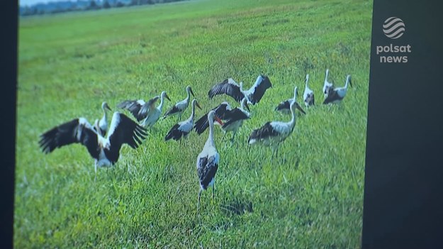 Dzięki niemu widzimy ziemię z lotu ptaka i to dosłownie. To pierwszy w Polsce, a może i na świecie, bocian fotograf. Dziennie potrafi pokonać nawet 500 kilometrów. Właśnie kieruje się do Afryki, a ze swojej wyprawy przysyła nam kolorowe zdjęcia. Marcin Szumowski.