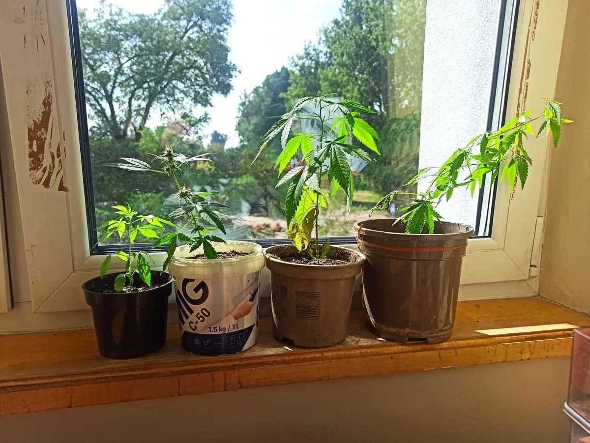 W Płońsku (Mazowieckie) z okna swego mieszkania 32-latek ostrzelał z pistoletu pneumatycznego do zaparkowanego na ulicy volkswagena. Tuż po zgłoszeniu policjanci zatrzymali sprawcę, okazało się że był on pijany. W mieszkaniu oprócz wiatrówki miał też konopie indyjskie i marihuanę. Grozi mu pięć lat więzienia.