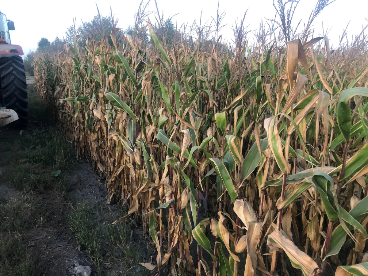 Co szósta gmina w Polsce jest obecnie zagrożona suszą rolniczą. Tak wynika z najnowszych danych Instytutu Uprawy, Nawożenia i Gleboznawstwa w Puławach, które dotyczą upraw kukurydzy na kiszonkę (susza dotyczy 16 proc. gmin). W przypadku kukurydzy na ziarno jest to 13 proc. O problemie suszy informujecie nas też wy na Gorącą Linię RMF FM. Susza to konsekwencja lipcowych i sierpniowych upałów oraz zaskakująco ciepłego początku września. Największy problem jest na Lubelszczyźnie, na Podlasiu i na Mazowszu. Reporter RMF FM Michał Dobrołowicz rozmawiał z rolnikami w mazowieckich Miedniewicach w powiecie żyrardowskim. W tym regionie dominują pola kukurydzy.