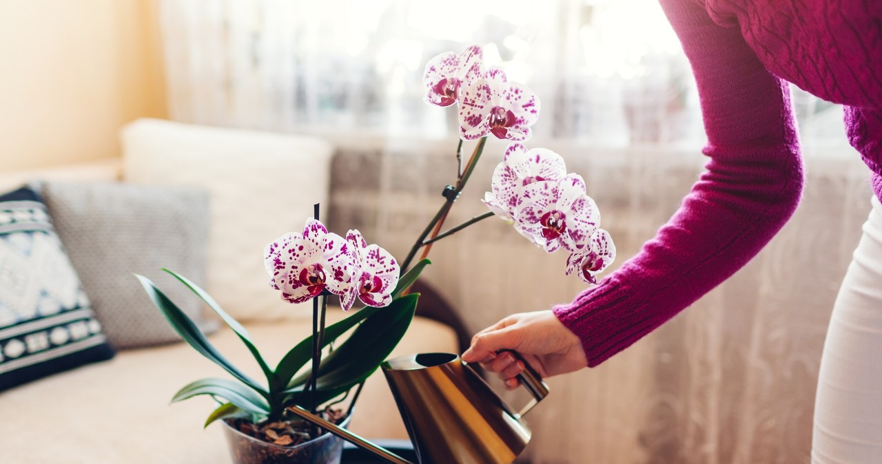 Już nie podlewam storczyków zwykłą wodą. Mieszam ją z tym, by rozkwitły