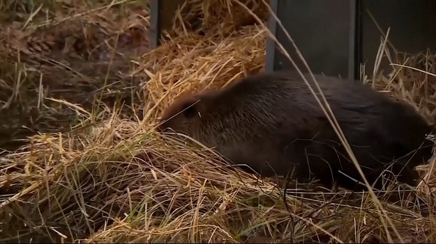 W XVI w Wielkiej Brytanii stworzenia te zostały wytępione, ale teraz powróciły, a ich liczba rośnie. Rolnicy martwią się jednak o wpływ, jaki bobry mogą mieć na ich ziemię. Dlatego potrzebna jest współpraca i działania, które będą wsparciem dla wszystkich.
