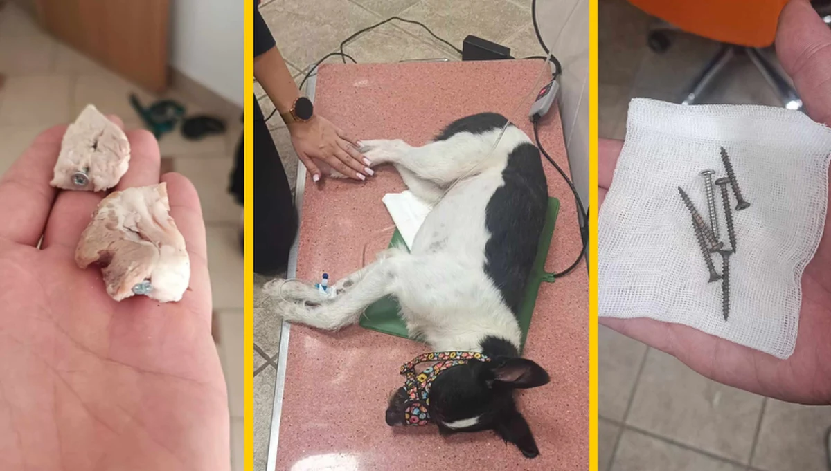 Mięso z ukrytymi wkrętami zostało rozrzucone w sercu Zakopanego. Na śmiertelną przynętę natknął się Ciapek - pies słuchaczki RMF FM, pani Pauliny. Niestety, zwierzę zjadło tajemniczy kąsek i trafiło na stół operacyjny. Na szczęście, Ciapka udało się uratować. 