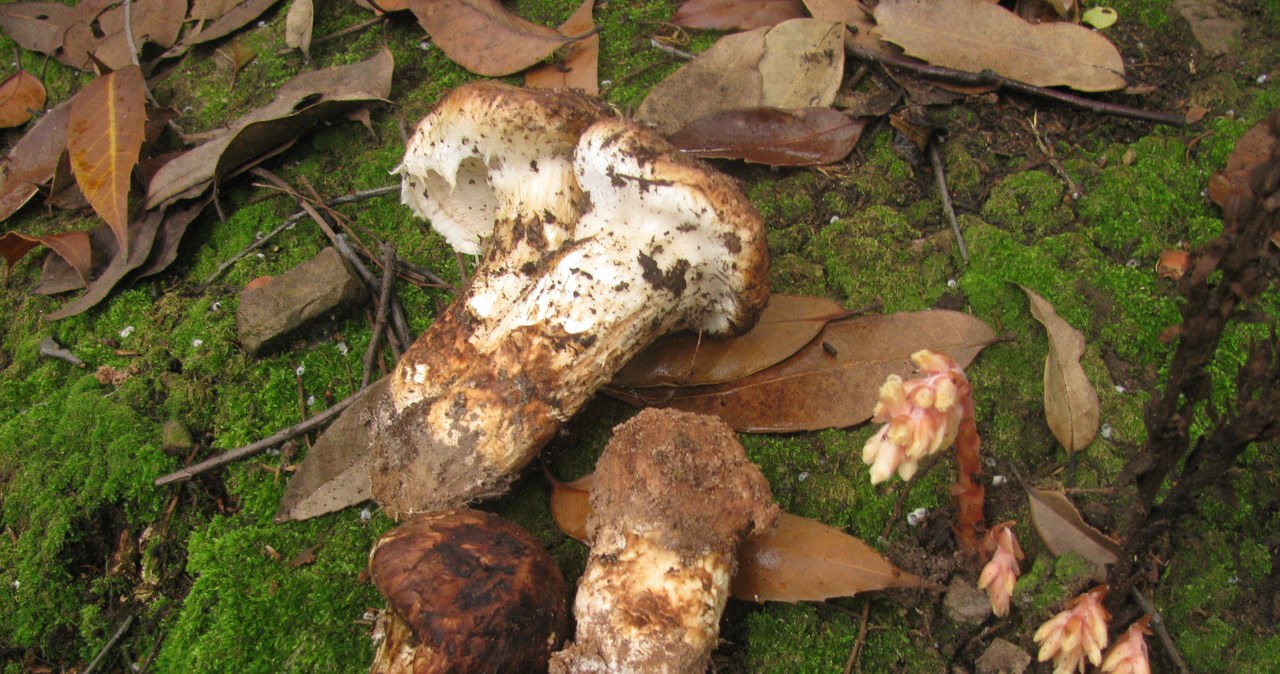 latach, przerwy, polskich, lasach, znów, jest, znajdowana, gąska, sosnowa, Tricholoma, matsutake, Jest, grzybem, droższym, trufl Tego grzyba nie było w Polsce od 100 lat. Jest droższy od trufli