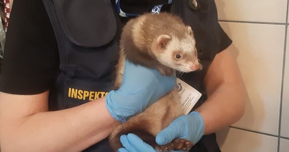 20-latek odpowie przed sądem za znęcanie się ze szczególnym okrucieństwem nad żywymi zwierzętami. Mieszkaniec gminy Rzepin (Lubuskie) przez kilka miesięcy podawał jako pokarm żywe zwierzęta trzymanym hobbystycznie w domu tchórzofretkom, żółwiowi, skorpionom i ptasznikom.