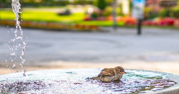 Upalny piątek i nie mniej słoneczne sobota i niedziela - taka pogoda czeka nas w ten weekend. Instytut Meteorologii i Gospodarki Wodnej opublikował prognozę na najbliższe dni i wydał ostrzeżenia dotyczące upału.