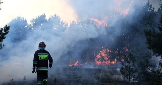 Ekstremalne zagrożenie pożarowe w lasach na niemal całej powierzchni Polski - alarmuje straż pożarna. Ta sytuacja potrwa co najmniej do jutra. 