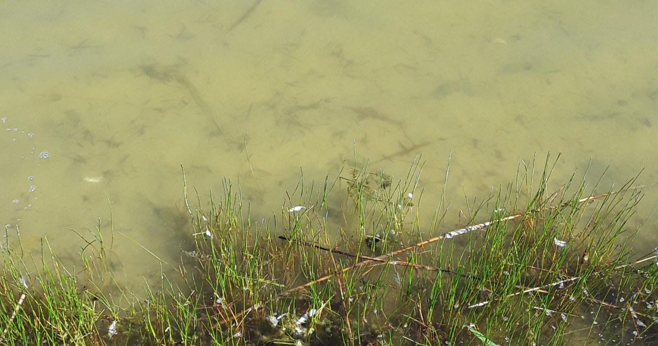 Śnięte ryby w jeziorze niedaleko Olsztyna. Wskazano powód