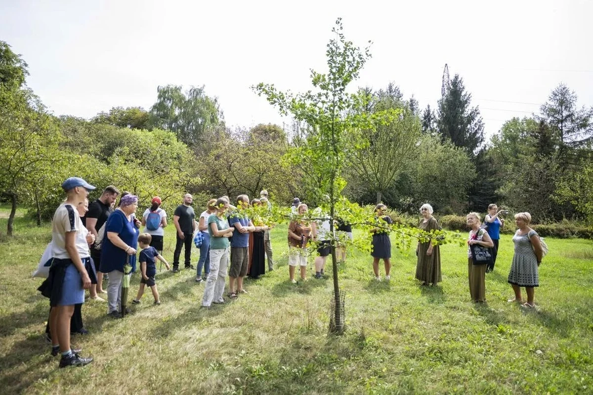 "Mimozami jesień się zaczyna" - tak zatytułowany jest spacer, na który w niedzielę (8 września) zaprasza łódzki Ogród Botaniczny. Tym razem wspólnie z przewodnikiem będzie można poszukać znaków jesieni.