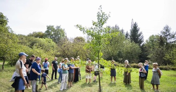 "Mimozami jesień się zaczyna" - tak zatytułowany jest spacer, na który w niedzielę (8 września) zaprasza łódzki Ogród Botaniczny. Tym razem wspólnie z przewodnikiem będzie można poszukać znaków jesieni.