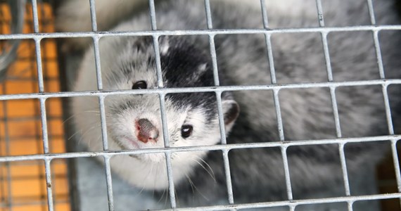 Niepokojące doniesienia naukowców. Dla człowieka może być niebezpiecznych 39 spośród ponad stu wirusów wykrytych u chińskich zwierząt futerkowych - informuje "Nature".