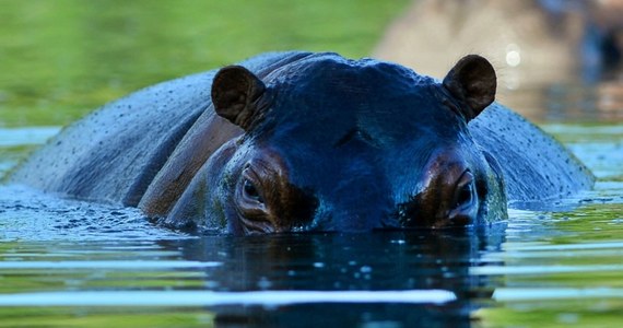 160 hipopotamów, potomków zwierząt sprowadzonych w latach 80. XX wieku do prywatnego zoo barona narkotykowego Pablo Escobara, zostanie odstrzelonych. Sąd w Kolumbii nakazał "podjęcie środków w celu wytępienia” zwierząt z powodu zagrożenia, jakie stwarzają dla lokalnej społeczności i ekosystemu.