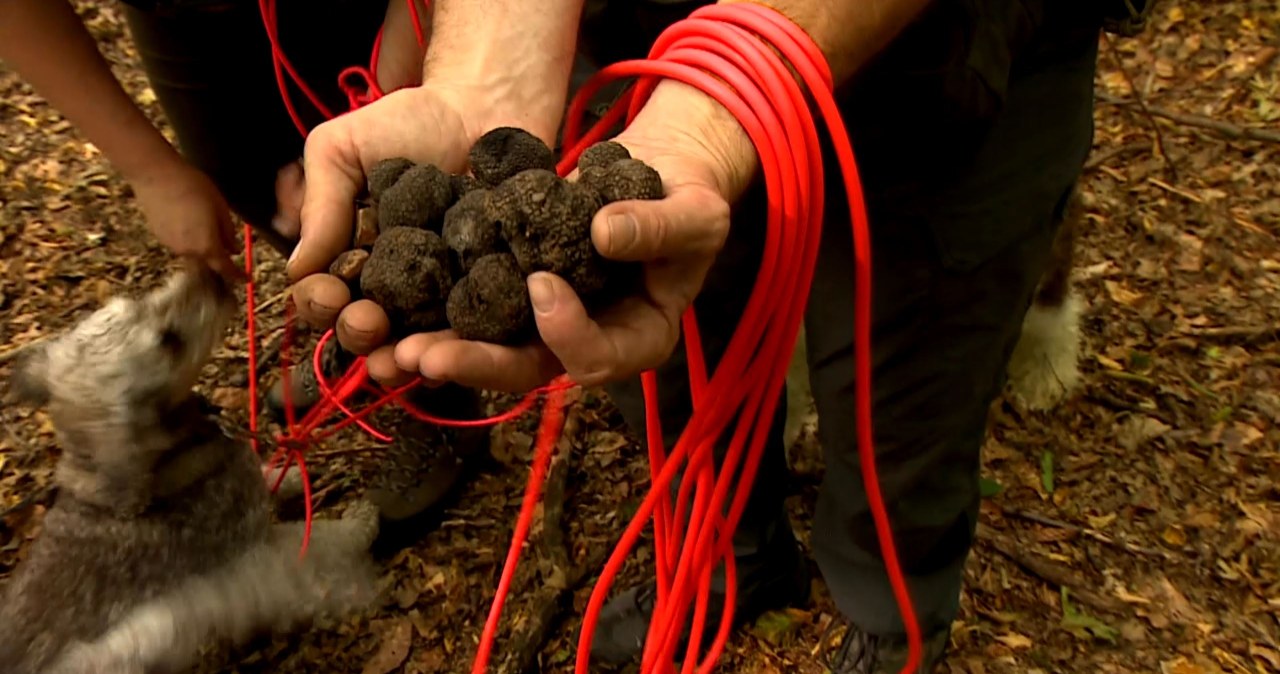 Nazbierał 7 kg trufli. "14 tys. zł w półtorej godziny"
