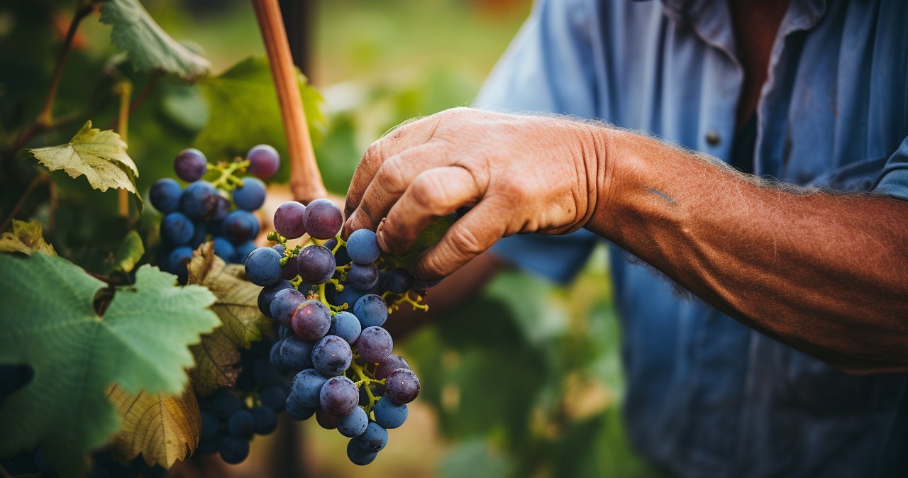 Zrób to z winoroślą zimą. w okresie będziesz zbierać owoce koszami
