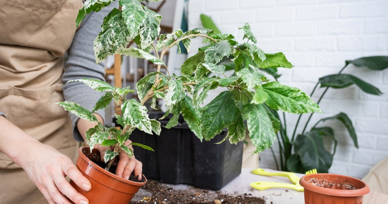 Tych roślin nie przesadzaj wiosną. Wolą ciaśniejsze doniczki
