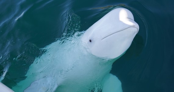 Ciało Hvaldimira unosiło się bezwładnie na wodzie, gdy tydzień temu znaleźli je ojciec z synem łowiący ryby na południu Norwegii. Od tej pory trwają spekulacje, jak i dlaczego zginął Hvaldimir. Policja norweska wszczęła śledztwo w sprawie walenia, który mógł być powiązany z rosyjskim wywiadem wojskowym. Dziś opublikowano rezultaty dochodzenia.