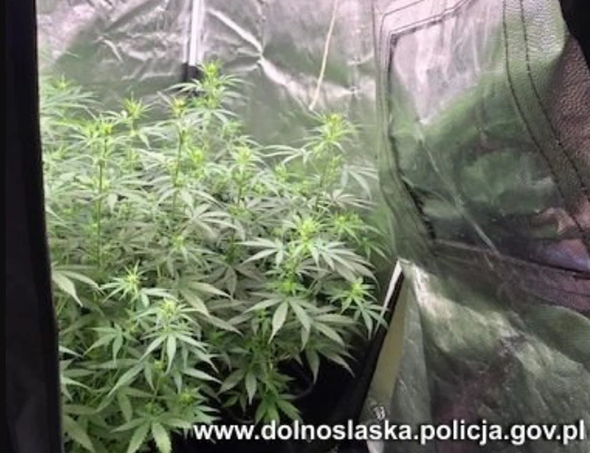 Policjantom z Bystrzycy Kłodzkiej (woj. dolnośląskie) udało się zlikwidować nielegalną plantację marihuany. Rosło na niej 19 krzewów konopi indyjskiej, a w przyległym lokalu zmagazynowano gotowe do sprzedaży narkotyki. Zatrzymano 25-latka, który trafił do aresztu na trzy miesiące.