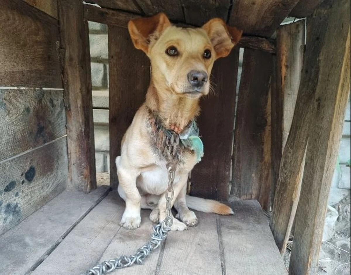 To ostatnie 2 tygodnie na uzbieranie 100 tys. podpisów pod projektem nowelizacji ustawy o ochronie zwierząt. W całej Polsce, także we Wrocławiu, trwa wielka mobilizacja miłośników zwierząt.
