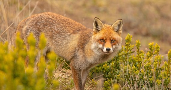 Na Podkarpaciu rusza akcja jesiennego szczepienia lisów przeciw wściekliźnie. Szczepionki będą zrzucane z samolotów od 19 września do 4 października, poza terenami miejskimi i zbiornikami wodnymi oraz rozkładane wokół osiedli.