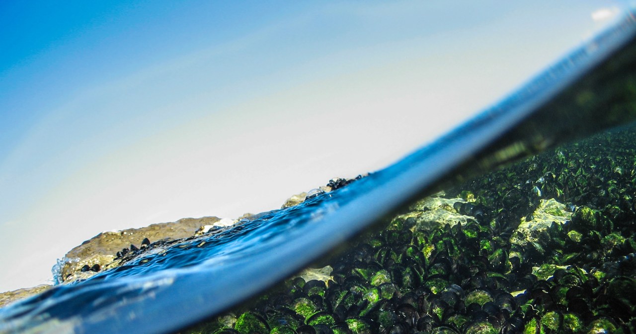 Jak długość dnia wpłynęła na fotosyntezę i natlenienie atmosfery Ziemi?