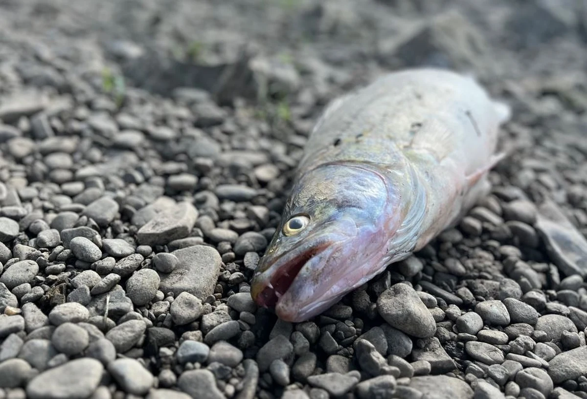 Poważna sytuacja na Wiśle w Małopolsce. Na kilkunastokilometrowym odcinku rzeki od Niepołomic do Nowego Brzeska pojawiły się setki martwych ryb. Dziennikarze RMF FM ustalili, że powodem ich śnięcia może być nie tylko upał i niski poziom rzeki, ale też zrzut ścieków do Wisły przez oczyszczalnię.
