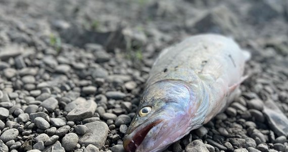 Poważna sytuacja na Wiśle w Małopolsce. Na kilkunastokilometrowym odcinku rzeki od Niepołomic do Nowego Brzeska pojawiły się setki martwych ryb. Dziennikarze RMF FM ustalili, że powodem ich śnięcia może być nie tylko upał i niski poziom rzeki, ale też zrzut ścieków do Wisły przez oczyszczalnię.