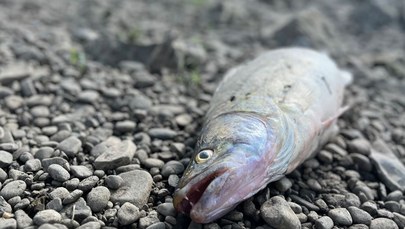 Dziesiątki martwych ryb na małopolskim odcinku Wisły