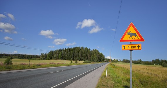 Do połowy października kierowcy powinni szczególnie uważać na pojawiające się na drogach łosie, u których trwa teraz okres godowy. W ostatnich dniach w woj. lubelskim odnotowano kilka zdarzeń z udziałem tych zwierząt. Od początku roku w wypadkach drogowych z udziałem łosi zginęły w Lubelskiem dwie osoby.