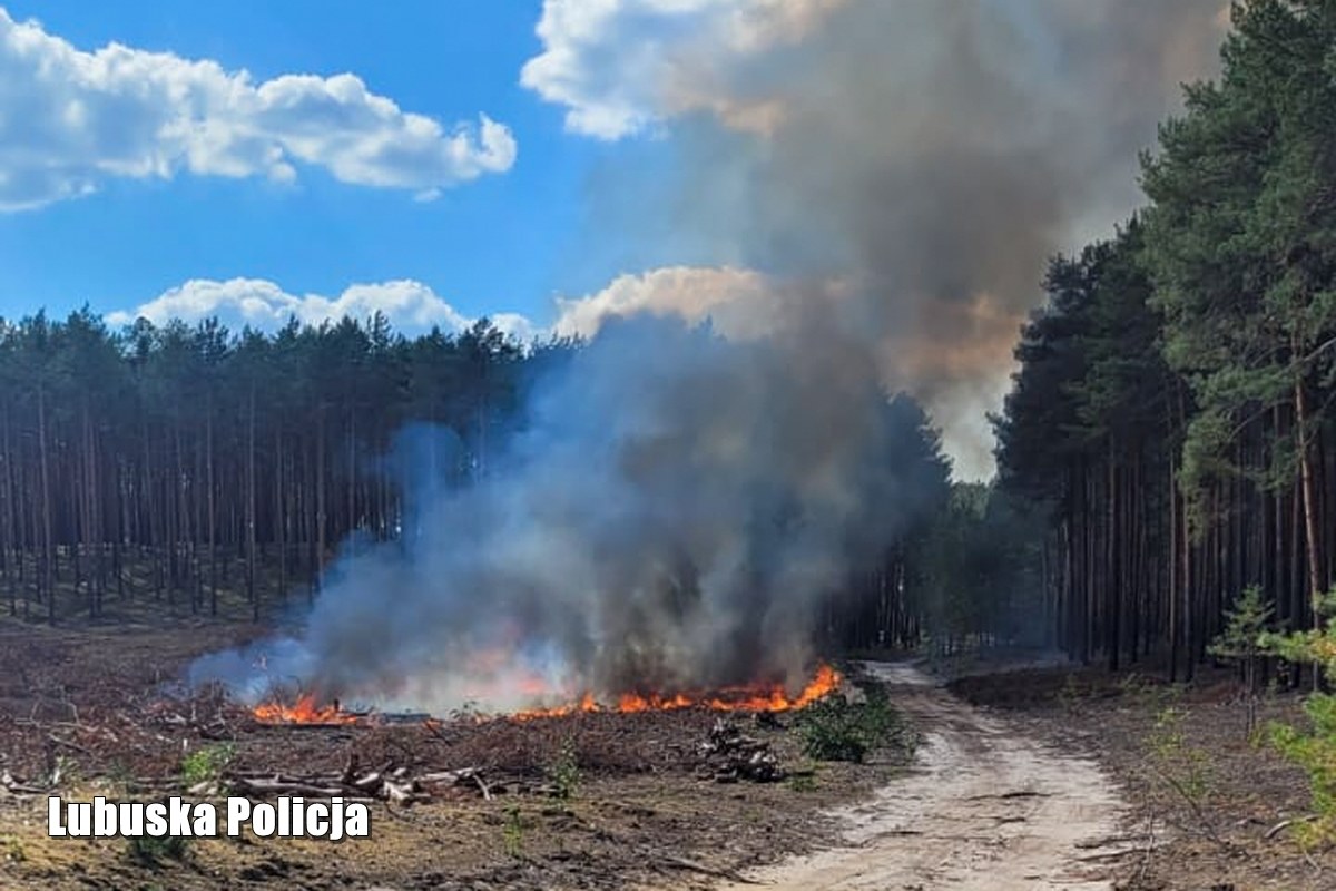 Do 10 lat więzienia grozi 19-latkowi podejrzanemu o podpalenie lasu w gm. Lubsko (Lubuskie). "Śledczy ustalili, że może on być odpowiedzialny za serię pożarów zrębów, łąk i ściółki, do których doszło tego lata w powiecie żarskim" - poinformował rzecznik lubuskiej policji mł. insp. Marcin Maludy.