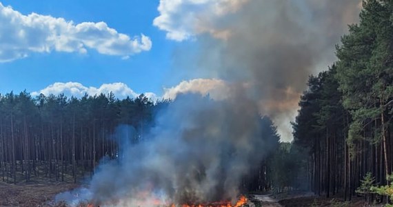 Do 10 lat więzienia grozi 19-latkowi podejrzanemu o podpalenie lasu w gm. Lubsko (Lubuskie). "Śledczy ustalili, że może on być odpowiedzialny za serię pożarów zrębów, łąk i ściółki, do których doszło tego lata w powiecie żarskim" - poinformował rzecznik lubuskiej policji mł. insp. Marcin Maludy.