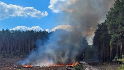 Zatrzymali go, gdy podpalał las. Jest podejrzany o wywołanie serii pożarów 