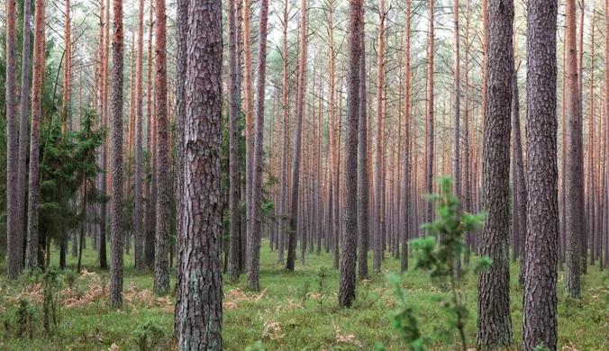 Wybierasz się do lasu? O tych zasadach musisz pamiętać