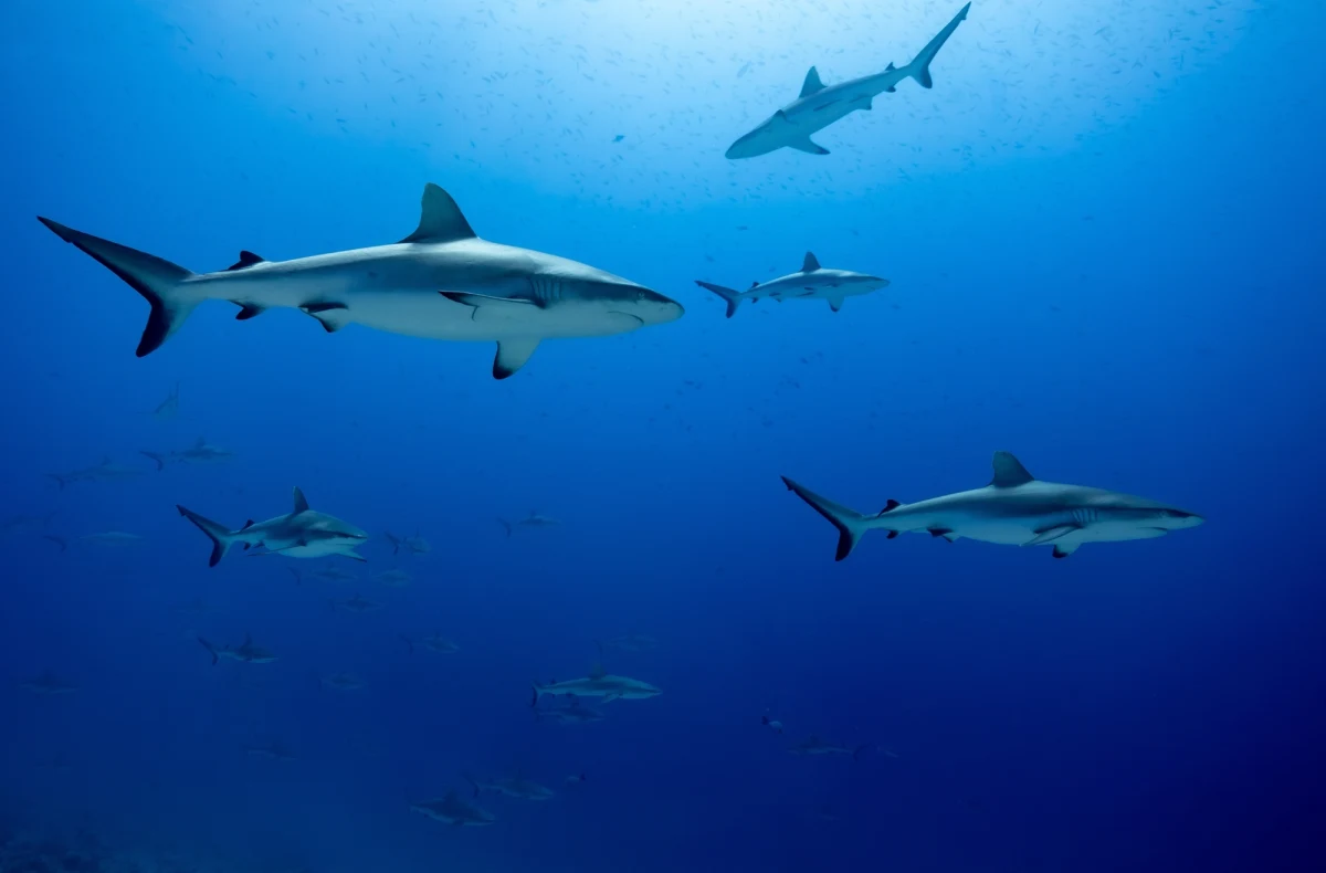 Alarm na francuskim Lazurowym Wybrzeżu. Niedaleko wybrzeży sfilmowane zostały kilkumetrowe rekiny, które pożerają wieloryba. Wywołało to panikę wśród części turystów.