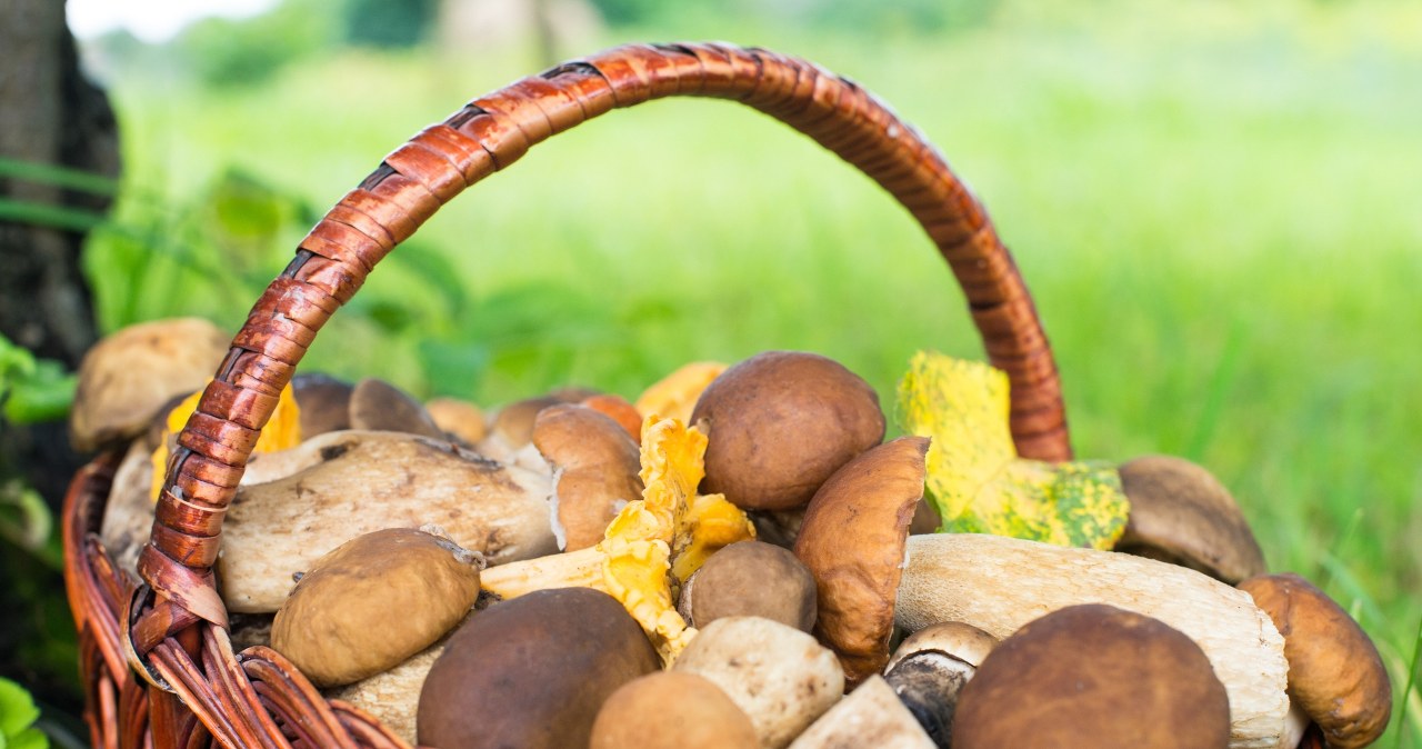 Jak rozpoznać robaczywego grzyba? Ten petent nigdy nie zawodzi