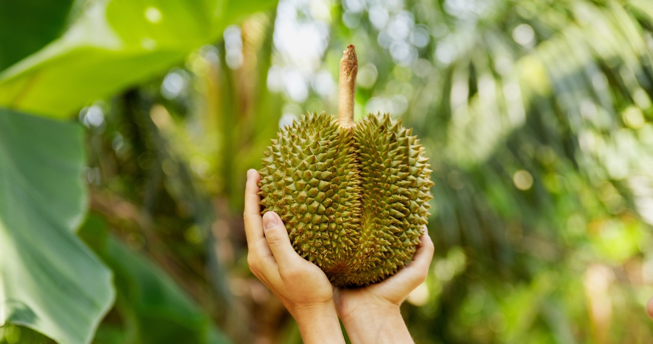 Najdroższy, owoc, świecie, durian, 2019, roku, jedna, sztuka, została, sprzedana, kwotę, czyni, najdroższym, owocem, świata, Dur Najdroższy owoc na świecie. Na jednego Polak musi pracować 5 lat