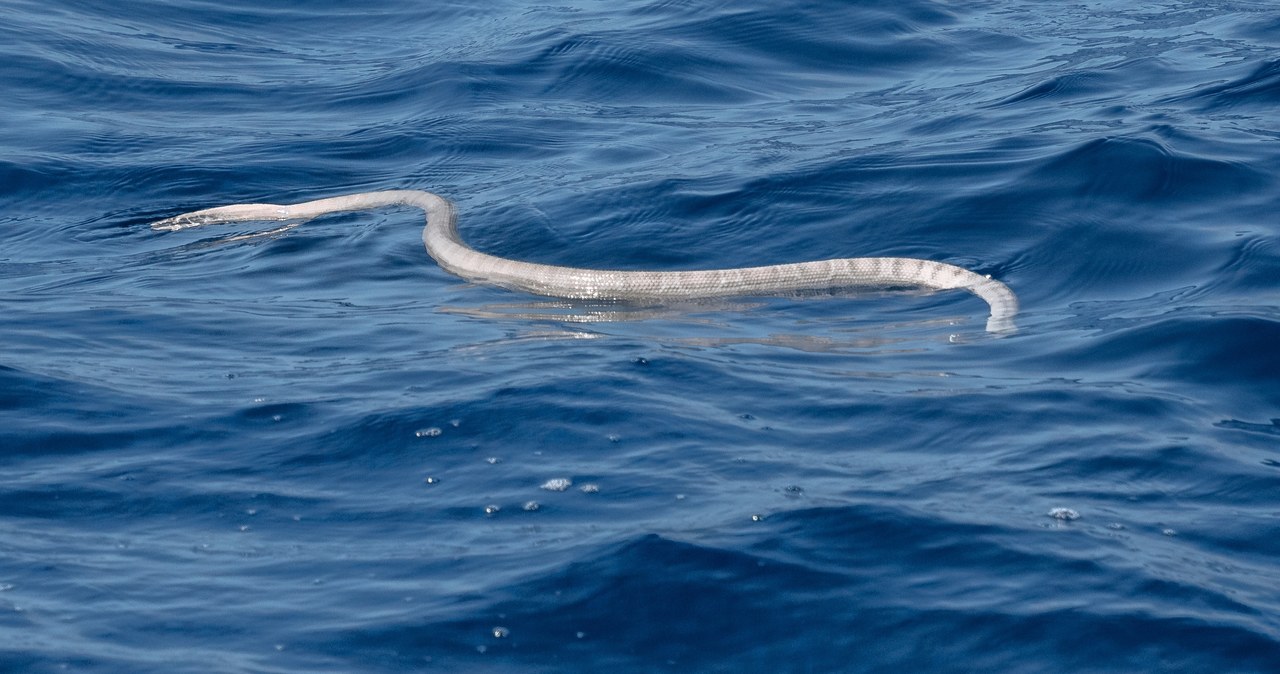  Można się na nie natknąć nawet na środku oceanu. Są śmiertelnie jadowite