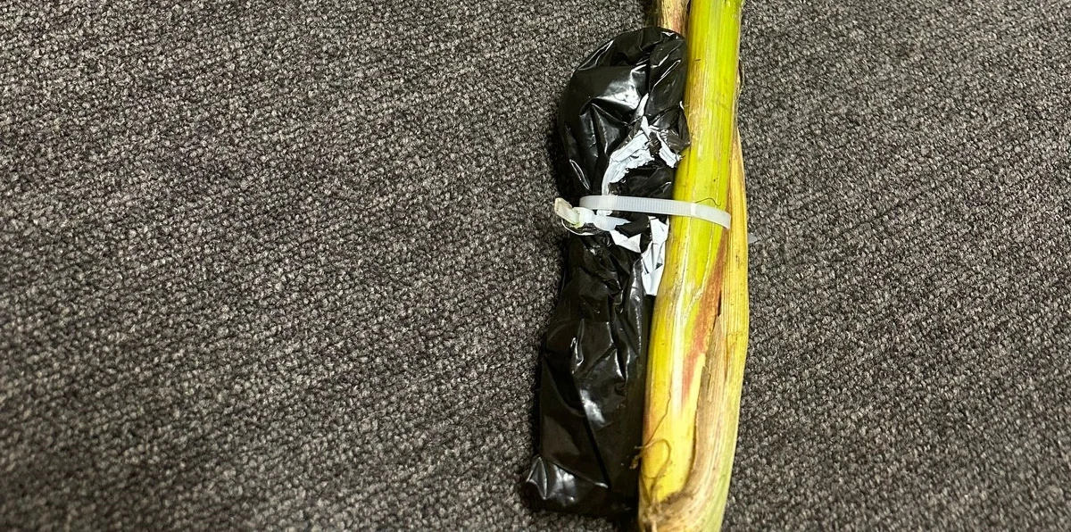 W tym roku ponownie odnotowaliśmy przypadki uszkodzeń sieczkarni podczas koszenia kukurydzy. Na pola podrzucane są tzw. złote kolby.