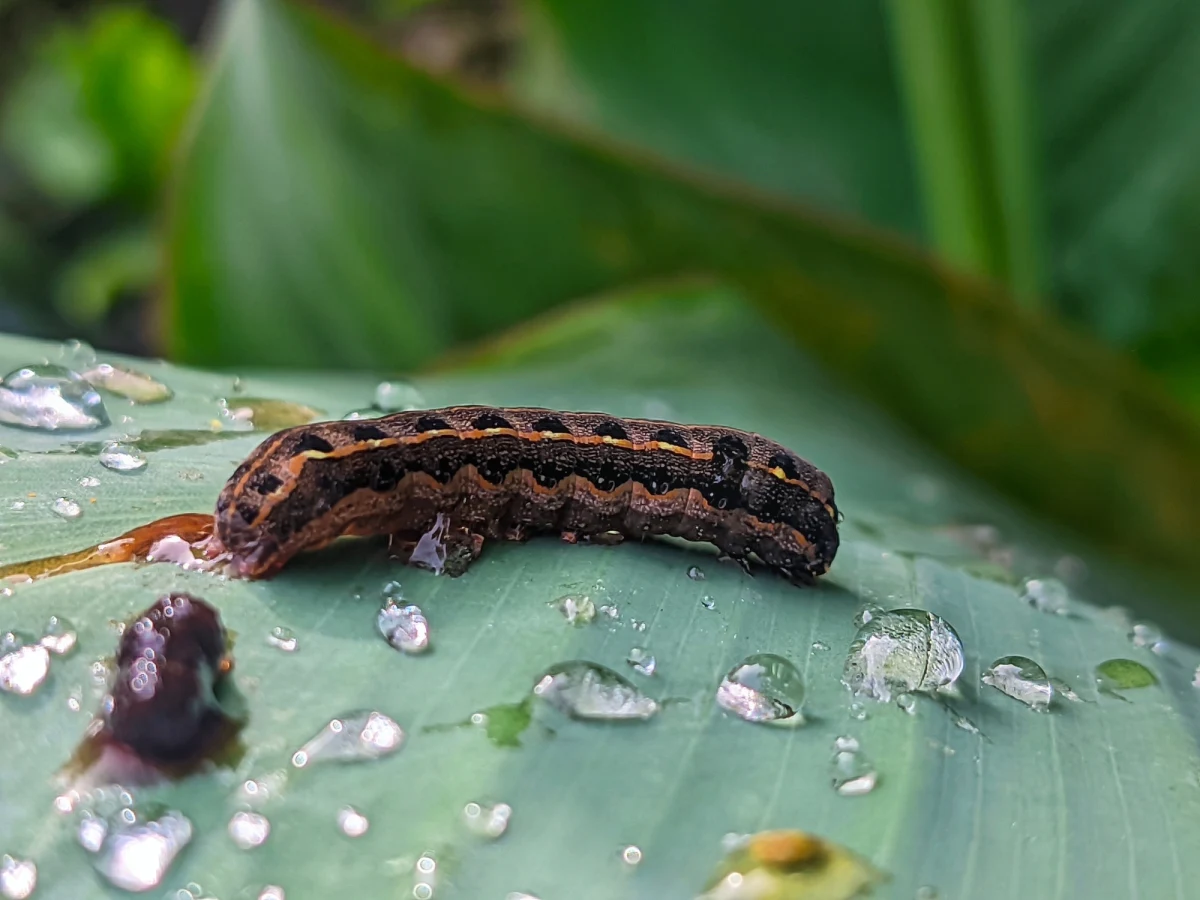 W świetle reflektorów Massachusetts Institute of Technology (MIT) odbyła się 34. ceremonia wręczenia Ig Nobli – nagród, które celebrują naukowe odkrycia wywołujące uśmiech, a zarazem skłaniające do głębszej refleksji. Po raz pierwszy od wybuchu pandemii koronawirusa laureaci i goście mogli spotkać się osobiście, co nadało wydarzeniu wyjątkowego charakteru. Wśród obecnych nie zabrakło laureatów Nagród Nobla, co tylko podkreślało rangę i unikalność tej naukowej gali.