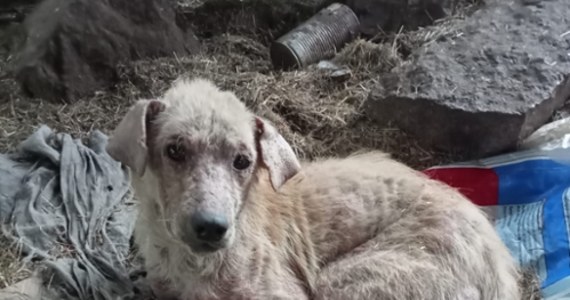 Kilka godzin trwała interwencja inspektorów OTOZ Animals na jednej z posesji w miejscowości Godki w gminie Jonkowo koło Olsztyna. Odebrali szesnaście bardzo zaniedbanych psów, trzech z nich niestety nie udało się uratować. Sprawą trafi do prokuratury.