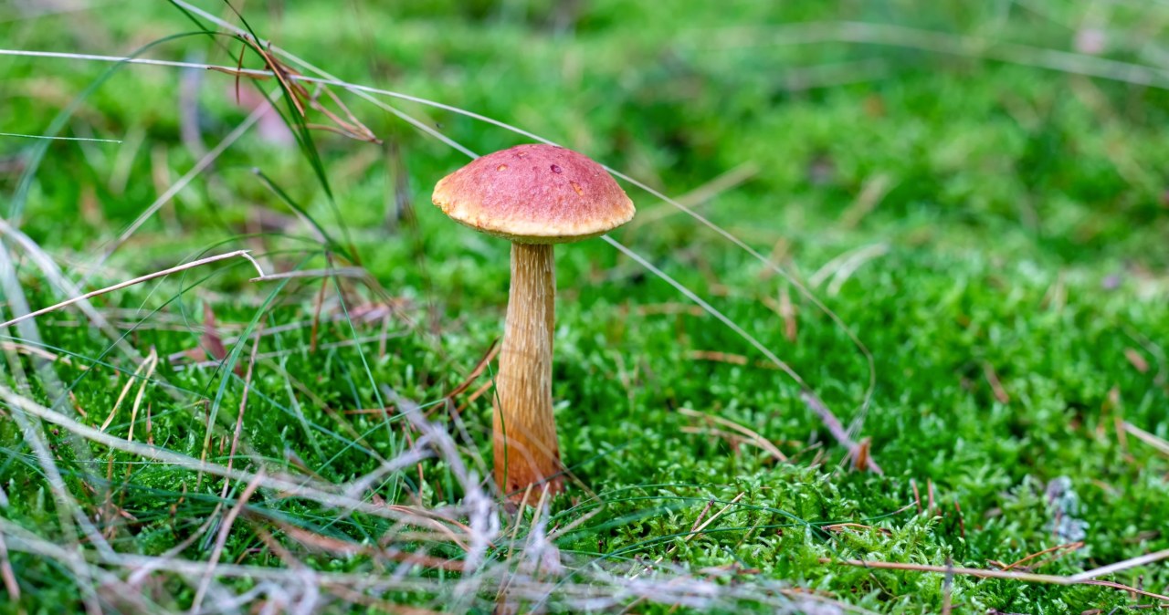 Obcy grzyb w pobliżu Puszczy Białowieskiej. "Sygnał ostrzegawczy"