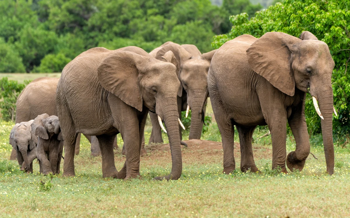 Zimbabwe odstrzeli 200 słoni, aby wysuszyć ich mięso, a następnie wysłać je społecznościom, które cierpią na brak dostępu do białka. Taką informację przekazał Sithembiso Nyoni, minister środowiska, klimatu i dzikiej przyrody tego południowoafrykańskiego kraju.