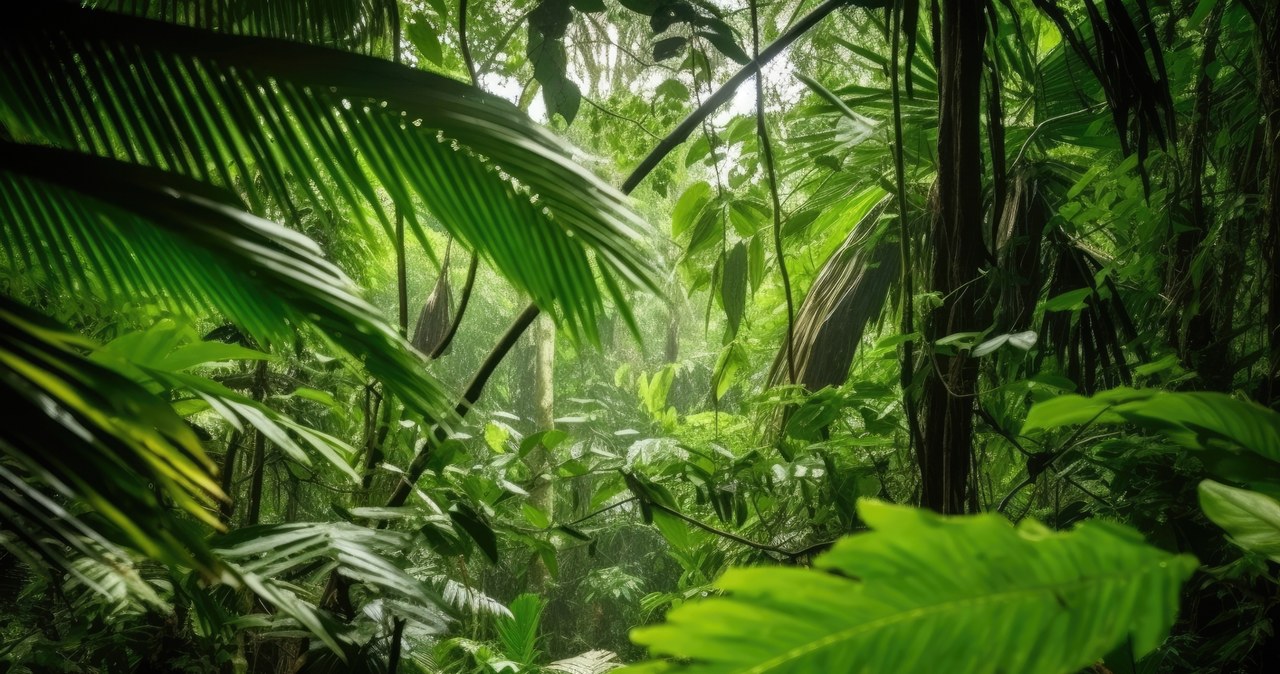 Jak Peru legalizuje wylesianie Amazonii pod pozorem rozwoju