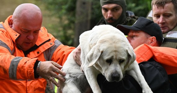 Powódź dotyka nie tylko ludzi, ale także zwierzęta. Wiele z nich jest uwięzionych na zalewanych podwórkach. Woda wdziera się też do schronisk i ośrodków rehabilitacji. Organizacje prozwierzęce wystosowały apel.