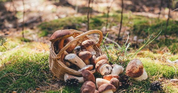 Las, od wieków postrzegany jako skarbnica darów natury, dostarcza Polakom nie tylko drewna, ale także bogactwa runa leśnego. Grzyby i jagody, darzone szczególnym sentymentem, są nie tylko przysmakiem, ale także ważnym elementem polskiej kultury i gospodarki.