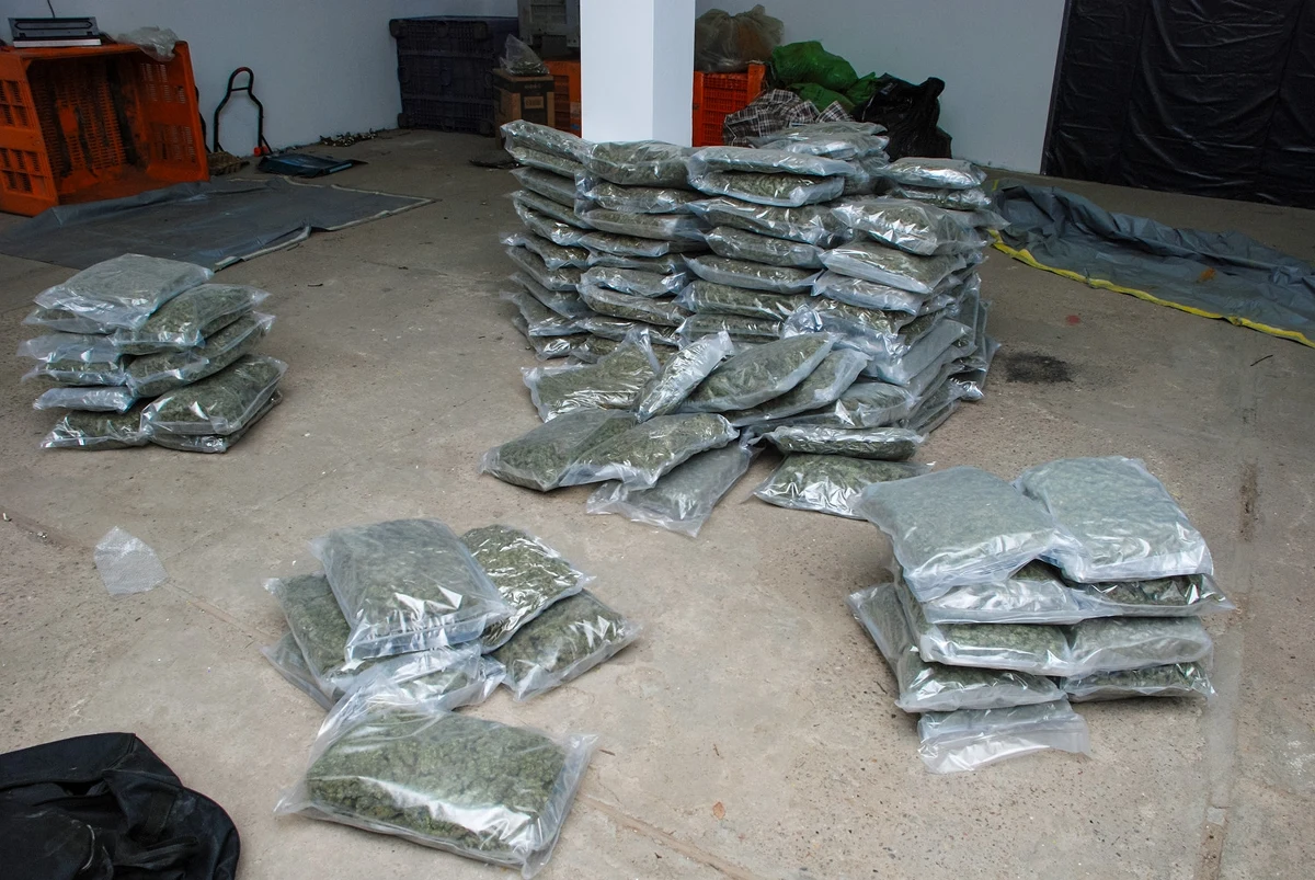 Prokuratura Regionalna w Gdańsku skierowała do sądu akt oskarżenia przeciwko 8 osobom oskarżonym o udział w zorganizowanej grupie przestępczej. Gang przemycił z Hiszpanii do Polski ponad dwie tony marihuany.