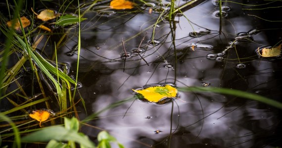 Niż genueński, który powodował szkody, odsunął się od Polski na południowy zachód Europy - poinformowała synoptyk Instytutu Meteorologii i Gospodarki Wodnej Ilona Śmigrocka. Jeszcze dzis i jutro wystąpią słabe, przelotne opady na południu kraju. Od czwartku pogodnie ma być już w całym kraju.