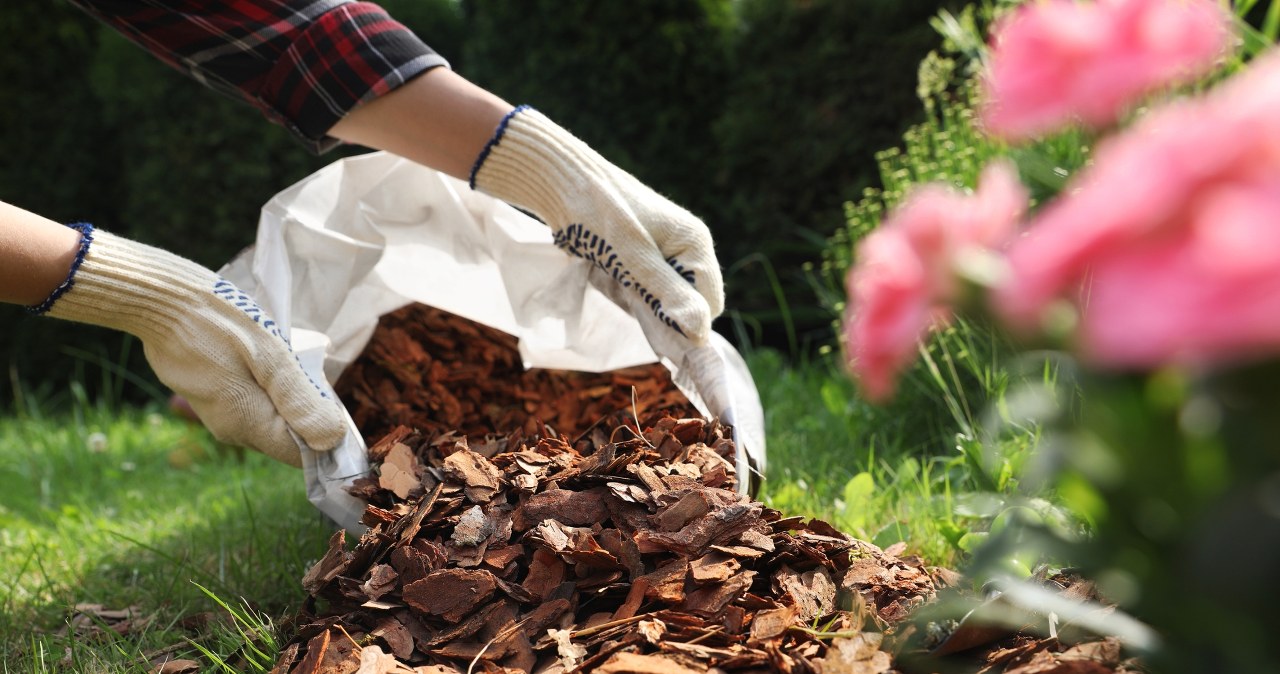 wiadomości,aktualności,Interia Tego nie rób podczas ściółkowania. Rośliny ci podziękują