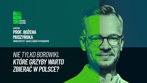 Tylko w Interii. Kiedyś mówiono o nich "mięso lasu". Polacy kochają chodzić na grzyby, ale, mimo licznych właściwości odżywczych, wiele gatunków jest pomijanych lub zapomnianych. Tymczasem za granicą to prawdziwe rarytasy. Prof. Bożena Muszyńska, mykolog z Uniwersytetu Jagiellońskiego w rozmowie z Przemysławem Białkowskim wyjaśnia, na które grzyby powinniśmy zwrócić szczególną uwagę. Cała rozmowa jest dostępna w serwisie Zielona Interia.