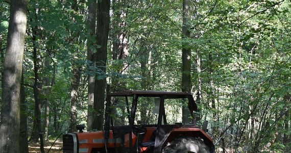 82-latek zginął podczas wycinki drzew w lesie w powiecie biłgorajskim na Lubelszczyźnie. Mężczyznę uderzył spadający konar.