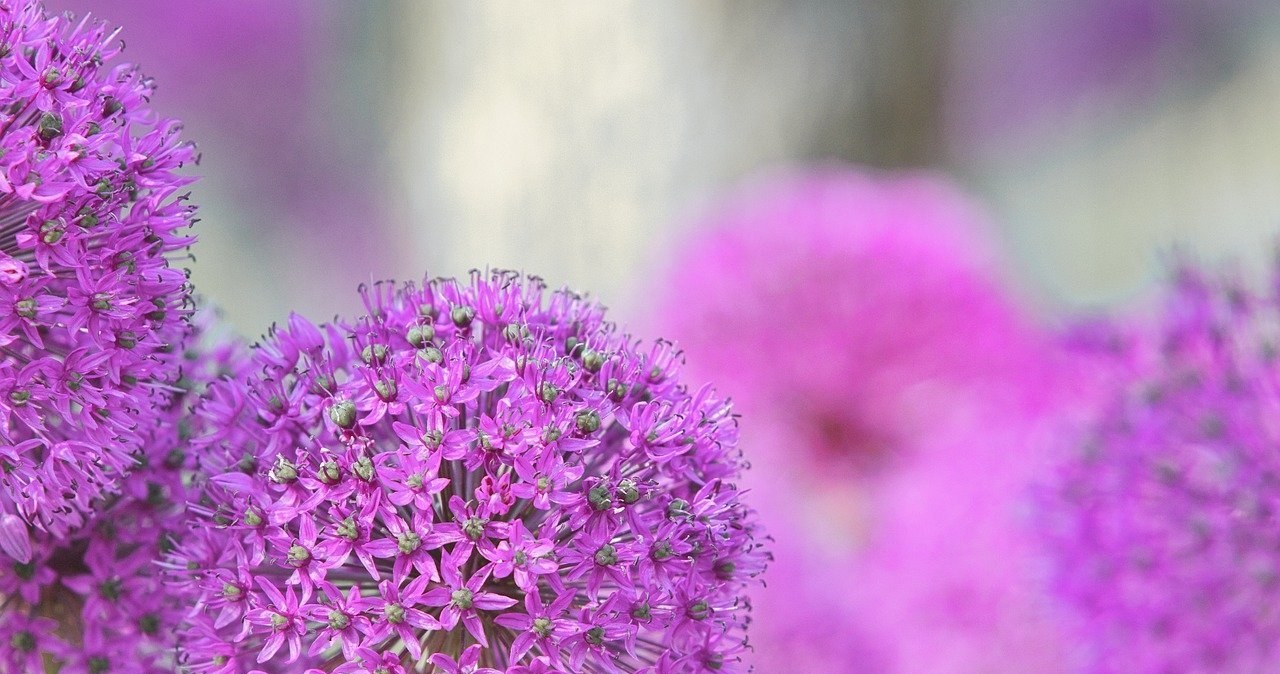 Purple, Sensation, czarująca, odmiana, czosnku, ozdobnego, powodzeniem, wkomponuje, każdego, typu, ogrodu, Jego, piękne, kuliste Te kwiaty ozdobią ogród i przyciągną motyle. Są proste w uprawie