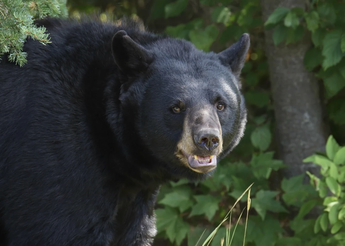 Dramatyczne sceny niedaleko miasteczka Siren w stanie Wisconsin w USA. Postrzelony podczas polowania niedźwiedź czarny zaatakował ludzi. O sprawie poinformował CBS News.
